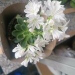 Lewisia cotyledon Květ