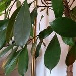 Ficus cyathistipula Folha