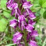 Orchis × spuria ফুল
