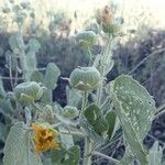 Abutilon pannosum Frukto