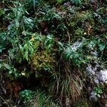 Hieracium neocerinthe (Habit)