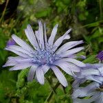 Cicerbita alpina 花
