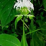 Monarda clinopodia Fiore