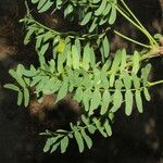 Prosopis juliflora Leaf