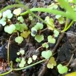 Sibthorpia europaea Leaf