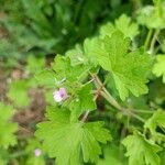 Geranium rotundifoliumFolla