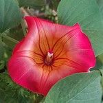 Stictocardia tiliifolia Flor