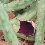 Huernia keniensisBlomst