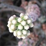 Petrosedum sediformeFlower