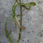 Zostera marina Folha