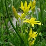 Gagea fragifera 形態
