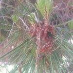 Pinus halepensis Ліст