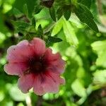 Potentilla nepalensis Flower