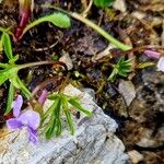 Viola pinnata Leaf