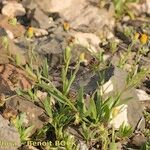 Calendula tripterocarpa عادت