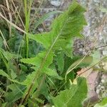 Taraxacum obliquilobum Листок