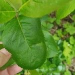 Aronia melanocarpa 葉