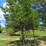 Pinus echinata ᱛᱟᱦᱮᱸ