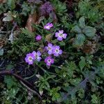 Malcolmia maritima Blomma