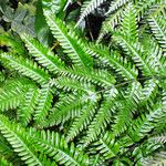 Pteris tripartita ഇല