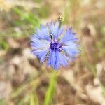 Centaurea cyanusFlower