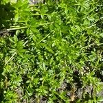 Galium murale Feuille