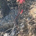 Aloe divaricata Hábito