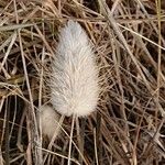 Lagurus ovatus Fleur