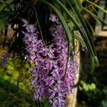Aerides rosea Flor