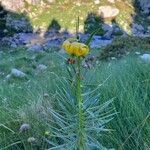 Lilium pyrenaicum Flor