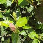 Hibiscus fragilis Folla