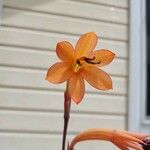 Watsonia meriana Çiçek