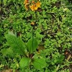 Primula bulleyana Blad