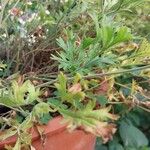 Pelargonium dolomiticum