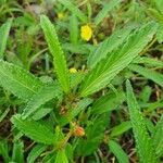 Corchorus trilocularis Leaf