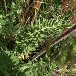 Balsamorhiza hookeri Leaf