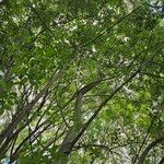 Salix cinerea Агульны выгляд