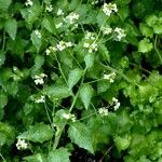 Arabidopsis cebennensis Blodyn