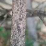 Parthenocissus quinquefolia Cortiza