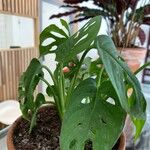 Monstera adansonii 葉