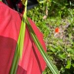 Scleria gaertneri Blad