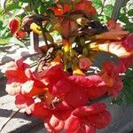 Campsis grandiflora Fula