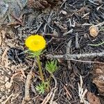 Ranunculus adoneus