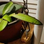 Hoya wayetii Leaf