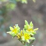 Gymnocarpos decander Flor