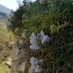 Linaria verticillata 花