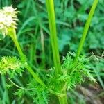 Selinum carvifolia Hoja