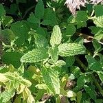 Stachys menthifolia Hoja