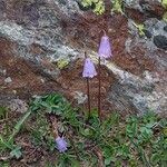 Soldanella pusilla Flor