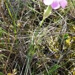 Dianthus sylvestris ᱛᱟᱦᱮᱸ